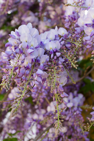Purple flowers. Closeupの写真素材