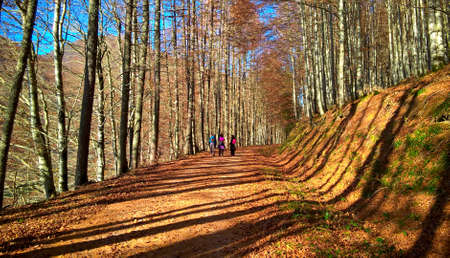 Walk on the autumn forest on a sunny late afternoonのeditorial素材