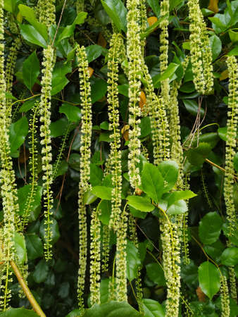 White hanging flowers with green leavesの写真素材