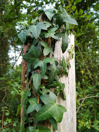 Ivy climbing up a wooden fence postの写真素材