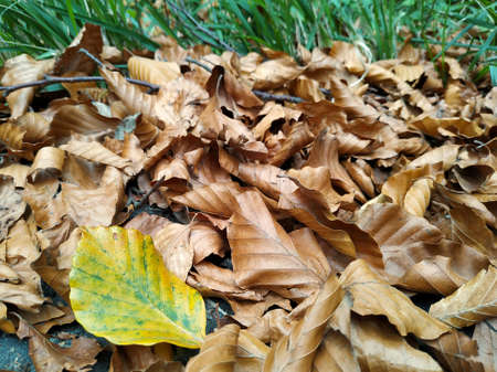 New yellow leaf fallen on a pile of dry leaves. Autumn forest closeup ..の写真素材