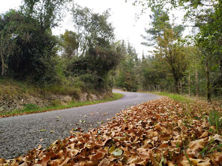 Walk in the autumn forest with dry leaves on the groundの写真素材