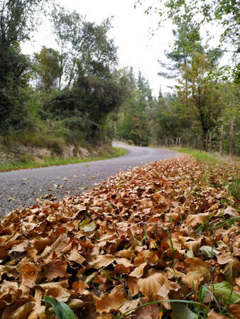 Walk in the autumn forest with dry leaves on the ground. Vertical view.の写真素材
