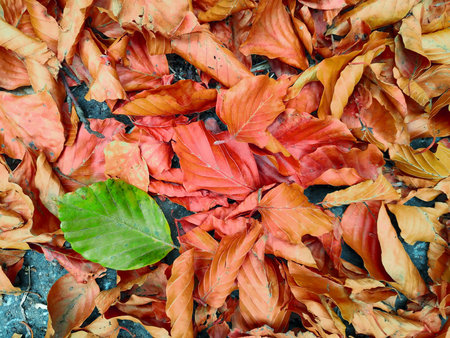 New green leaf fallen on a pile of dry leaves. Autumn forest background.の写真素材