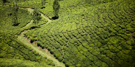 Green tea plantations in Munnar, India.の写真素材