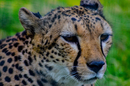 A lovely cheetah spotted in the woods. Speed and beauty in the natural styleの写真素材
