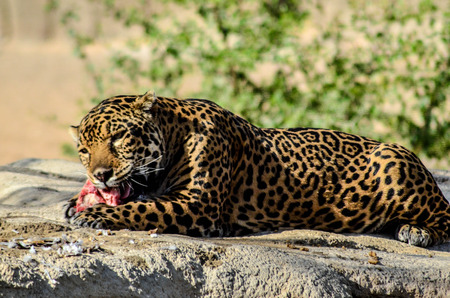 A jaguar munching on his feast lying on a rock in the open forest.の写真素材