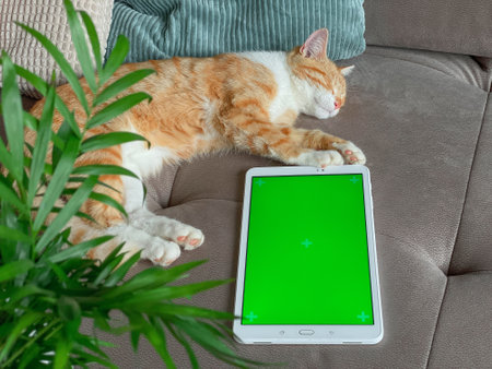 Cute ginger cat with white shirtfront laying on the sofa next to tablet with green screen with green plant in the foregroundの写真素材