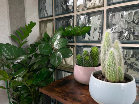 Beautiful indoor interior with home plants in white ceramic pots, wooden plate with collected stonesの写真素材