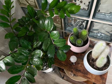 Beautiful indoor interior with home plants in white ceramic pots, wooden plate with collected stonesの写真素材