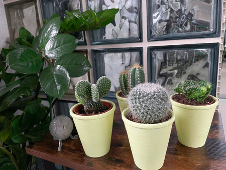 Beautiful indoor interior with home plants in white ceramic pots, wooden plate with collected stonesの写真素材