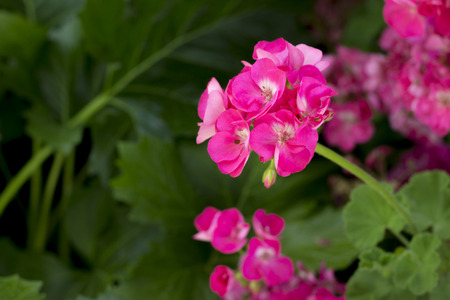 Fuschia flowerの写真素材