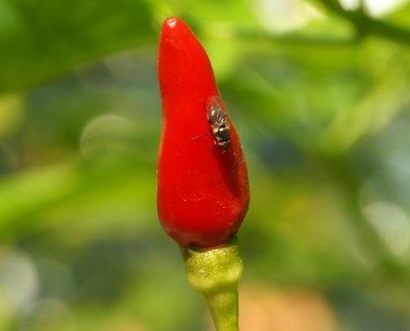 Thai chilli pepper