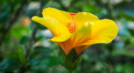 Yellow hibiscus in the backyardの写真素材