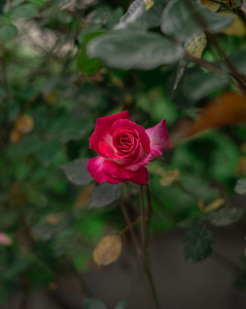 Beautiful Valentine Rose Bud Nature Love Backgroundの写真素材