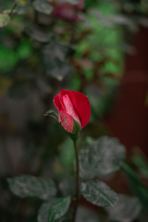 Beautiful Valentine Rose Bud Nature Love Background