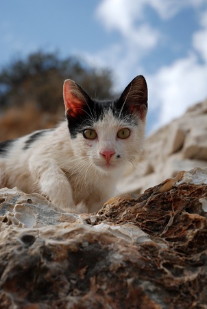 Little cat gazing while standing on a rockの写真素材