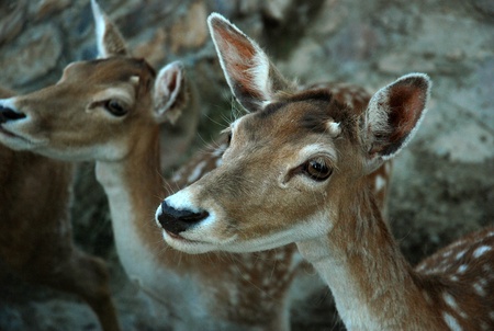 Portrait of Two Deer Fawnsの写真素材