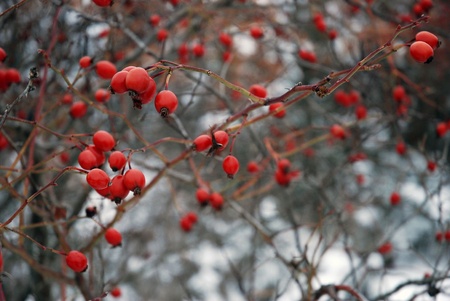 Red berries in snowの写真素材