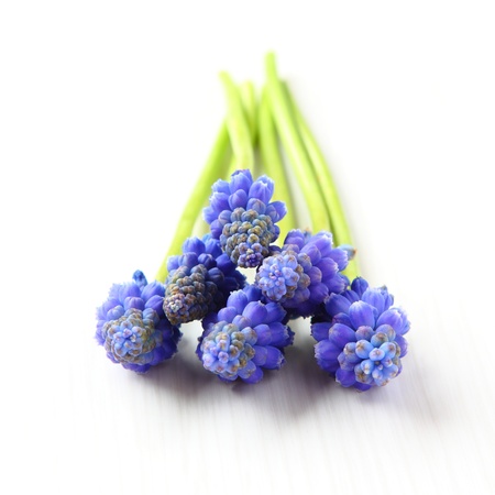 Fresh muscari grape hyacinth flowers isolated over whiteの写真素材