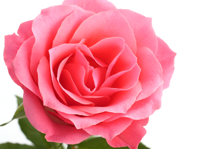 Pink rose with the green stem isolated on white backgroundの写真素材