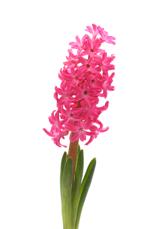 Beautiful pink hyacinth flower on white backgroundの写真素材