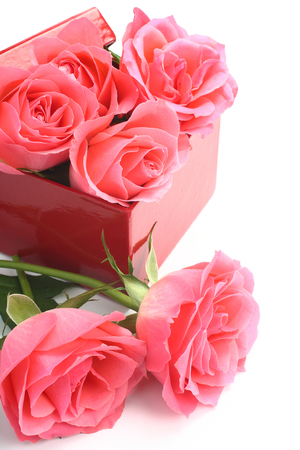 Pink roses and red gift box over whiteの写真素材