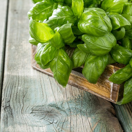 Fresh organic green basilic leaves on a wooden table. for healthy cooking, herbs and spices concept with copy space.の写真素材