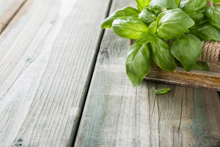 Fresh organic green basilic leaves on a wooden table. for healthy cooking, herbs and spices concept with copy space.の写真素材
