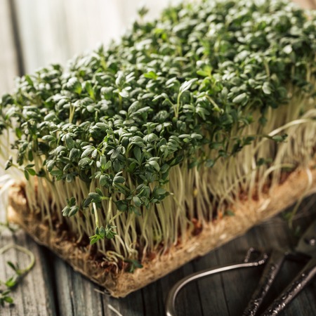 Garden cress, young plants on old wooden table. Lepidium sativum, edible herb. Microgreen. Peppery flavor and aroma. Also called mustard and cress, garden pepper cress, pepperwort or pepper grass.の写真素材