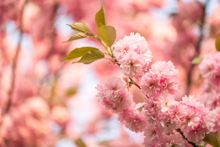 Beautiful cherry blossom sakura in spring time over blue sky. Copy space. Selective focus.の写真素材