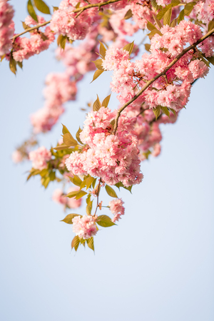 Beautiful sakura flower, cherry blossom in spring on blue sky. Copy space. Greeting card. Selective focus.の写真素材