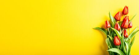 Orange tulips over yellow backgroundの写真素材