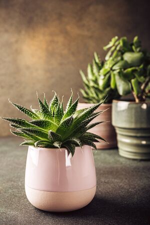 Indoor houseplant succulent in pink ceramic pot on brown background with copy space.の写真素材