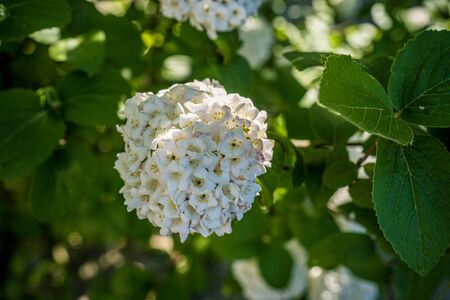 White hydrangea flower, flowering spring bush, greetings cardの写真素材