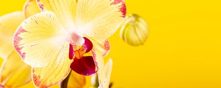 Most commonly grown house plants. Close up of orchid flower yellow bloom. Phalaenopsis orchid. Botany concept with copy space. Banner.の写真素材