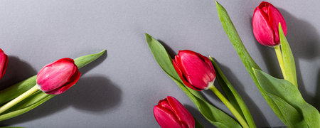 Pink tulips over gray backgroundの写真素材