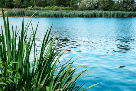 Vibrant green grass borders a calm blue lake, with reflections of trees and sky visible on the waters surface, evoking a sense of tranquility and natureの写真素材
