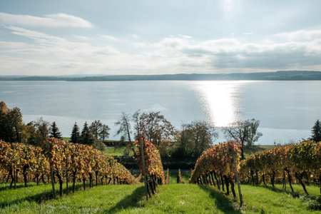 Beautiful vineyard landscape overlooking tranquil lake Bodensee with autumn colorsの写真素材