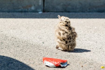 Baby chick common gull, Larus canus, in concrete parking place.の写真素材