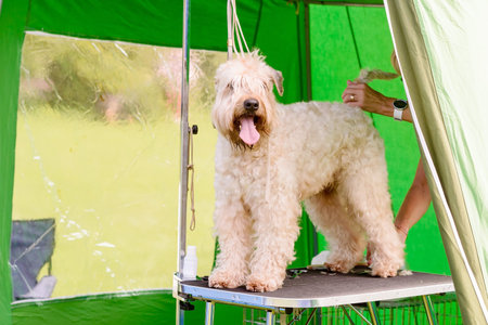 Beige terrier being groomed on table in tent.の写真素材
