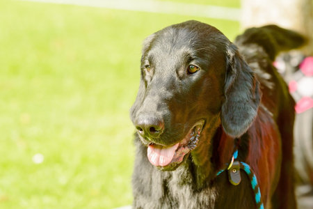 Fine black dog portrait of happy pet.