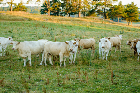 Group of heifers in early morning on pasture.の写真素材