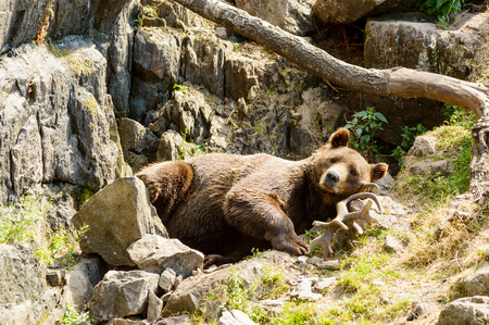 Ursus arctos, or the brown bear. Here resting on moose antlers in rocky terrain.の写真素材