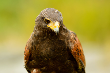 Harris hawk, Parabuteo unicinctus, here close up. This bird of prey is also known as bay-winged or dusky hawk.の写真素材