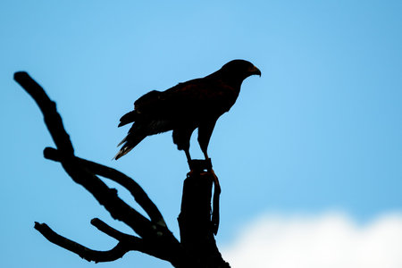 Harris hawk, Parabuteo unicinctus, in tree as silhouette aganst blue sky. This bird of prey is also known as bay-winged or dusky hawk.の写真素材