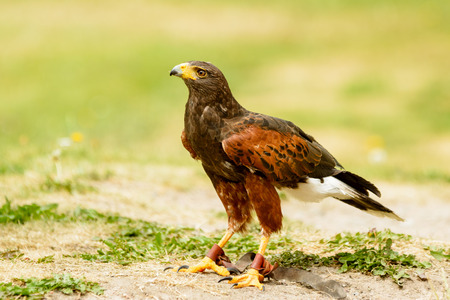 Harris hawk, Parabuteo unicinctus, on the ground. This bird of prey is also known as bay-winged or dusky hawk.の写真素材