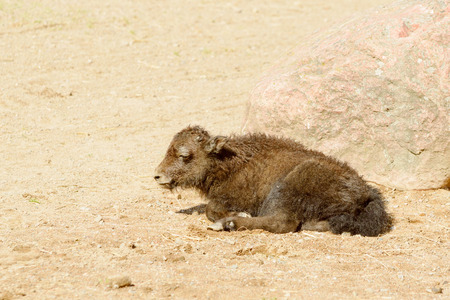 Yak, Bos grunniens, small baby animal resting in front of stone in sand.の写真素材
