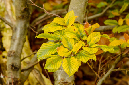 Bunch of beech leaves turning yellow in autumn.