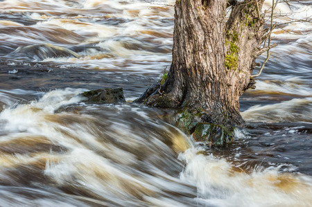 Spring flood with high water levels erodes the soil and threaten to undermine the tree. Tree is old and has stood here for a long time.の写真素材